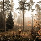 Herbstnebelwald