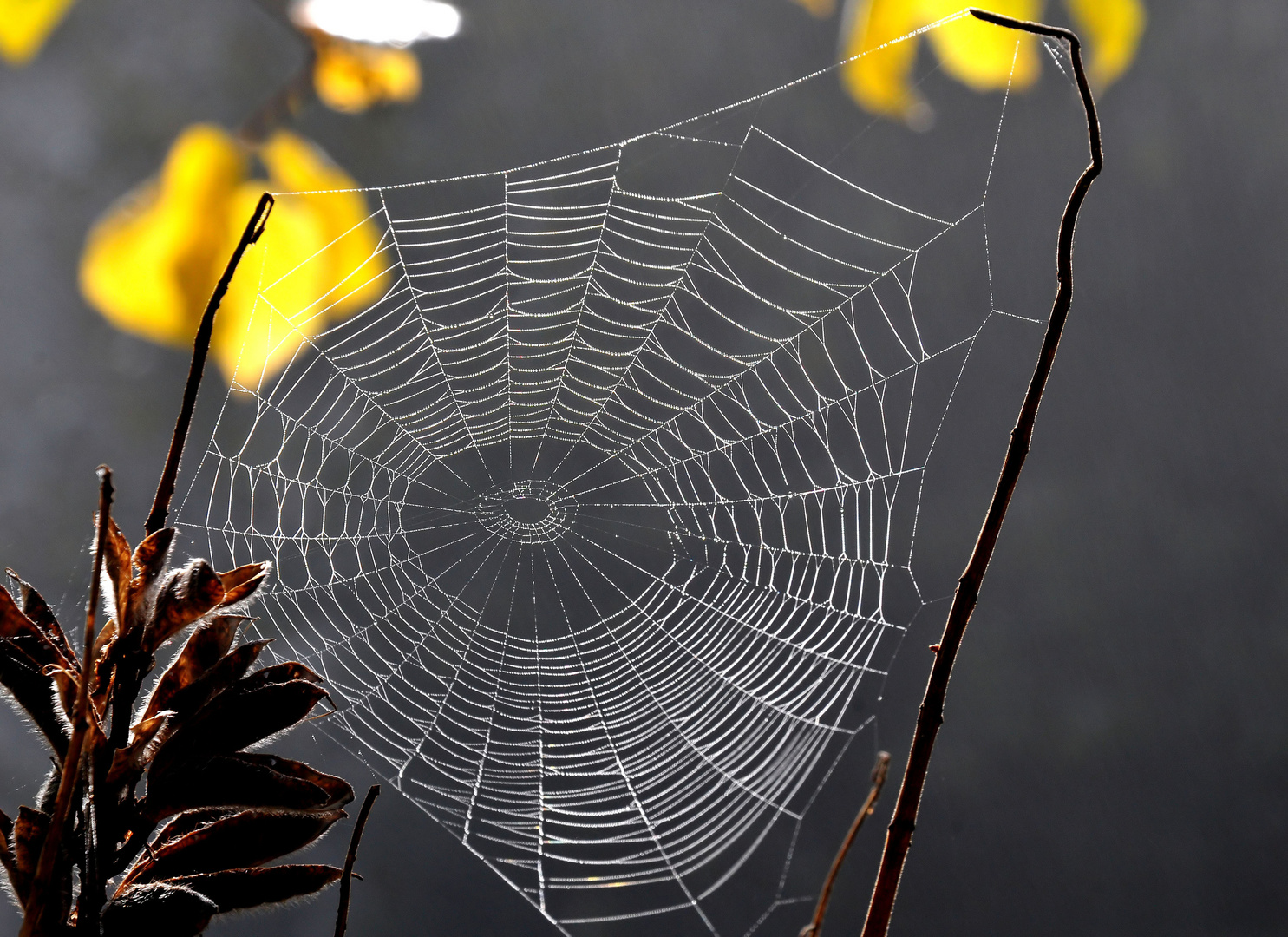 Herbstnetz