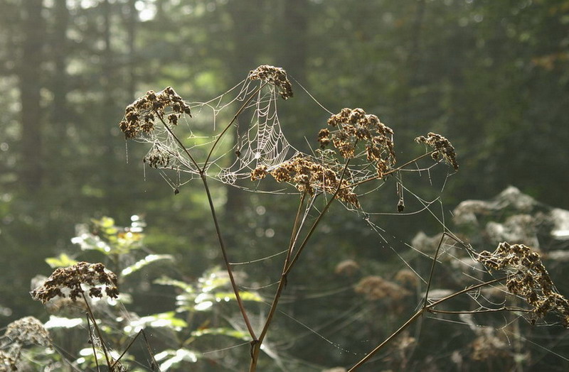 Herbstnetz