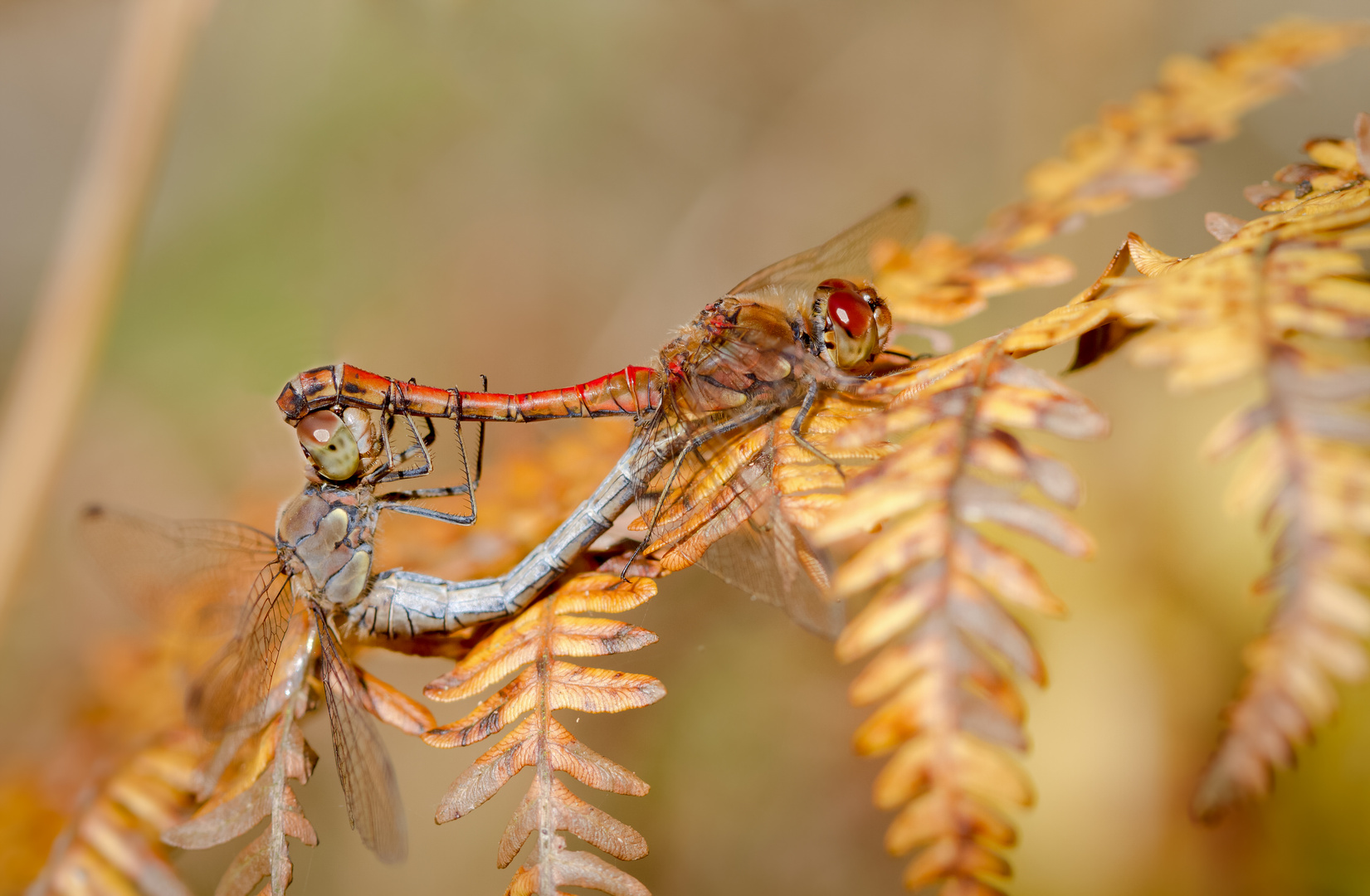 herbstpaarung große heidelibelle