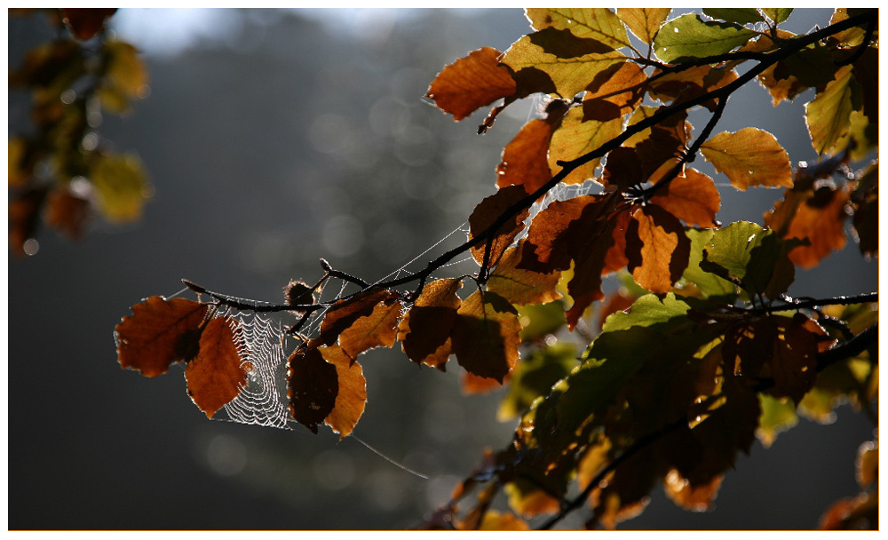 Herbstpalette