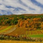 Herbstpanorama in den Weinbergen bei Gumpoldskirchen - Südlich von Wien