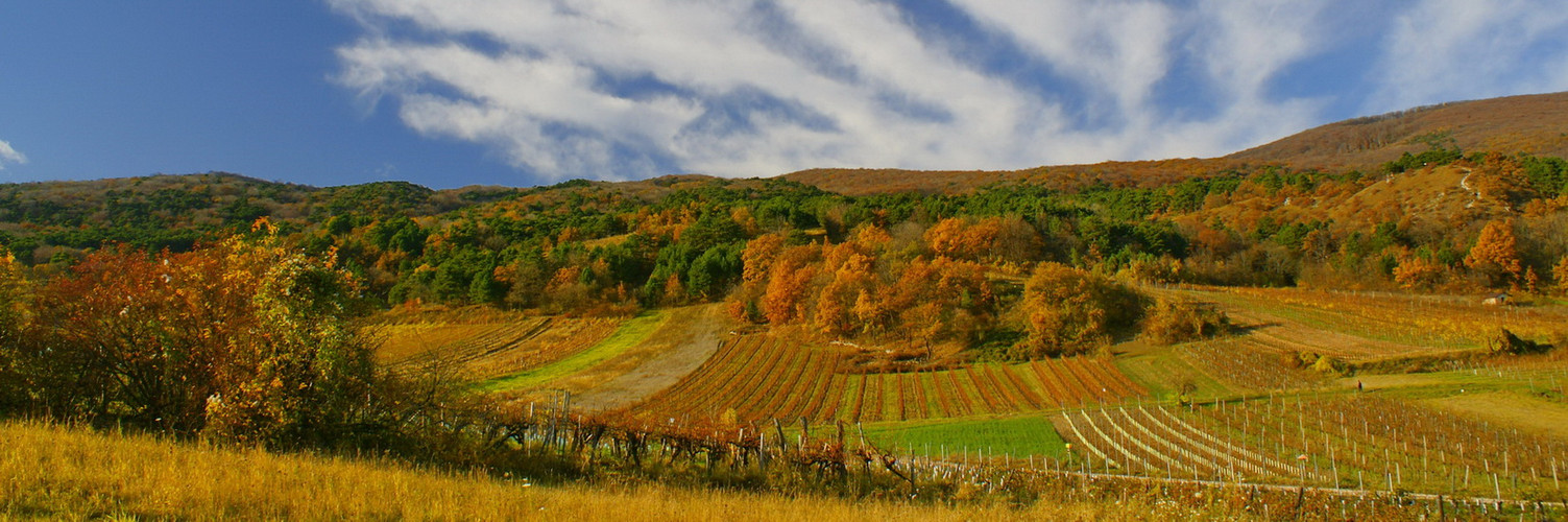 Herbstpanorama in den Weinbergen bei Gumpoldskirchen - Südlich von Wien