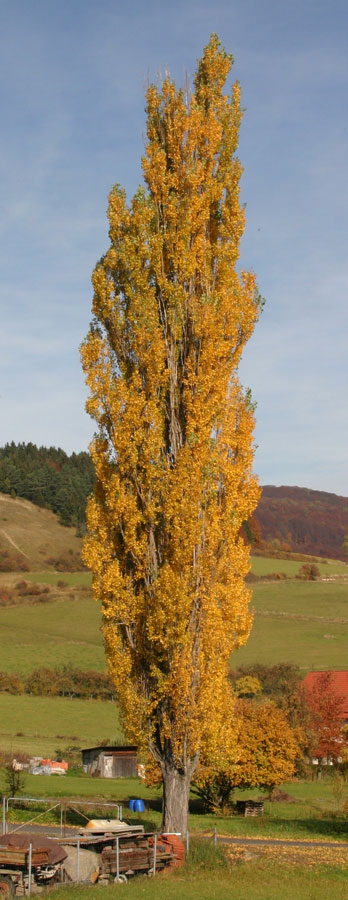 Herbstpappel