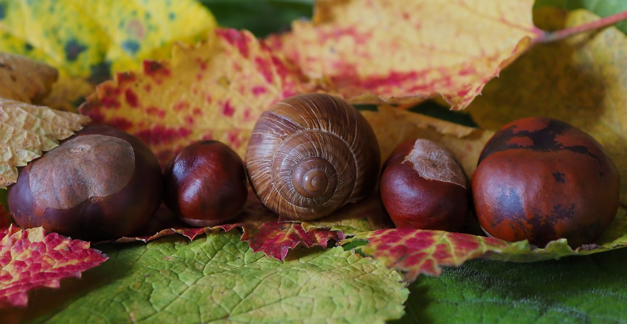 Herbstparade