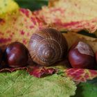 Herbstparade