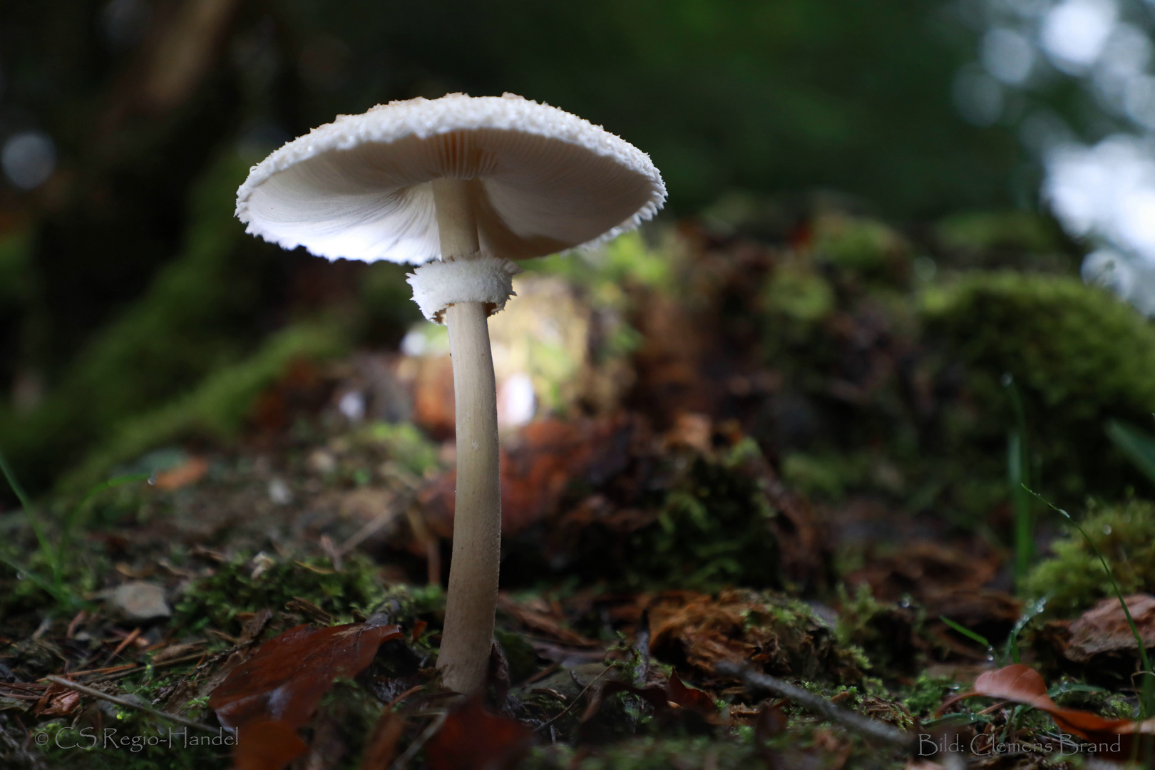 HerbstParasol