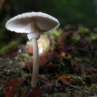 HerbstParasol