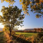 Herbstpaziergang