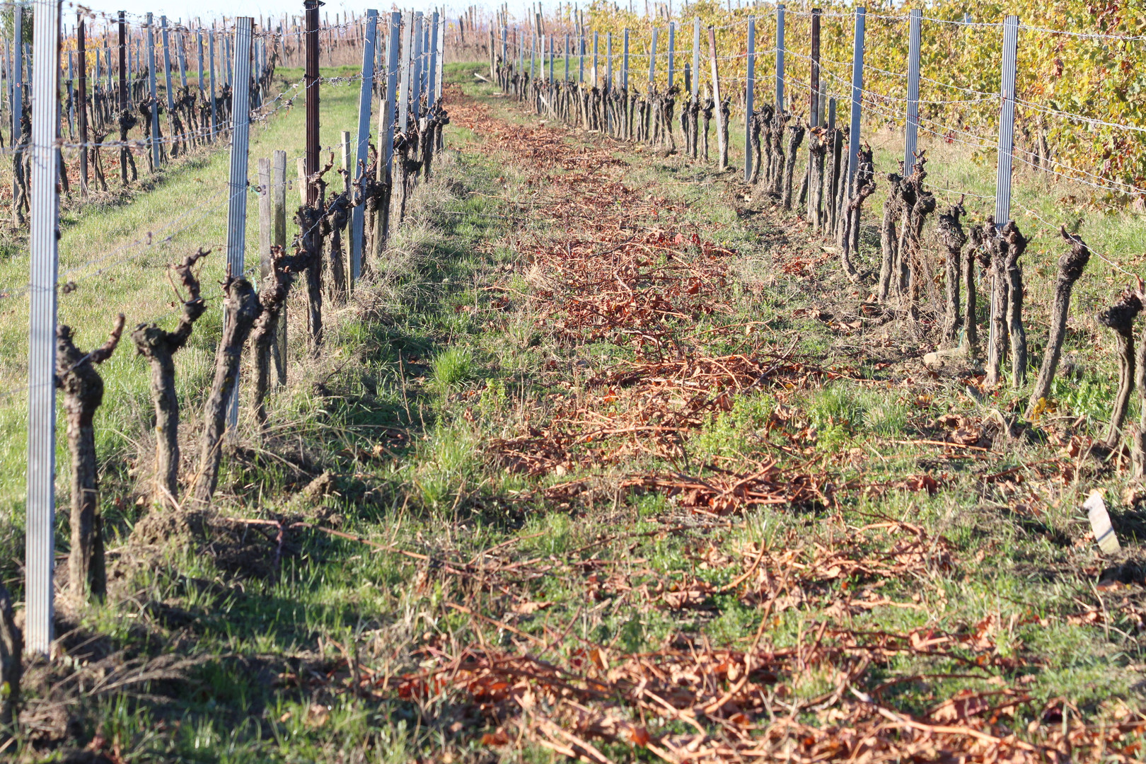 Herbstpaziergang in den Weingärten um #eisenstadt