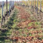 Herbstpaziergang in den Weingärten um #eisenstadt