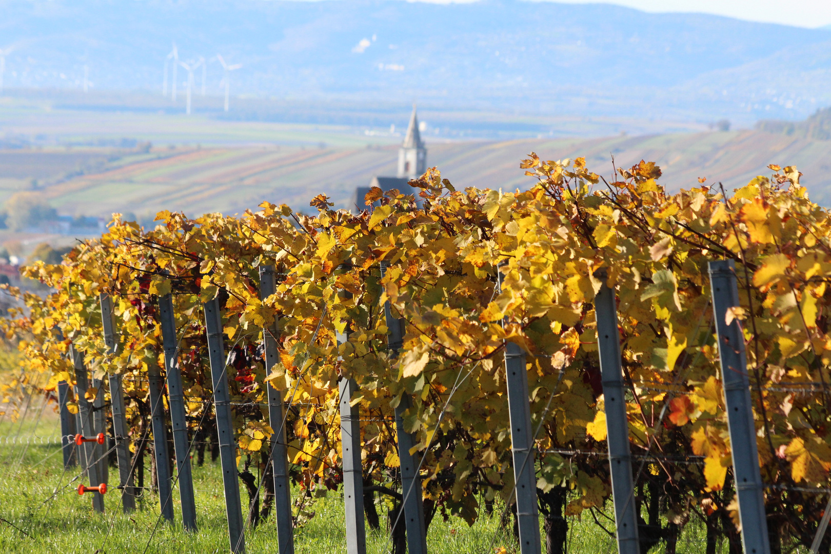 Herbstpaziergang in den Weingärten um #eisenstadt