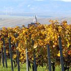 Herbstpaziergang in den Weingärten um #eisenstadt