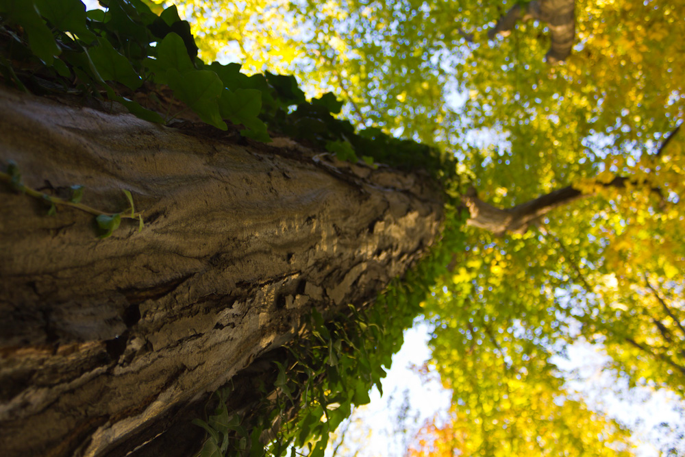 Herbstpektive