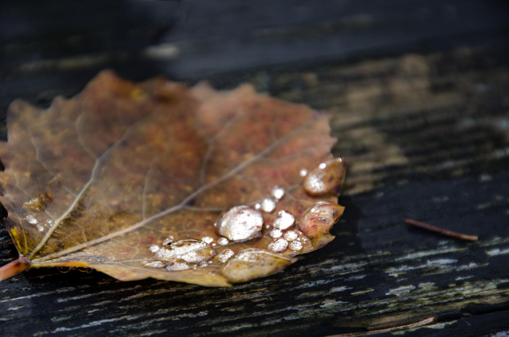 Herbstperlen