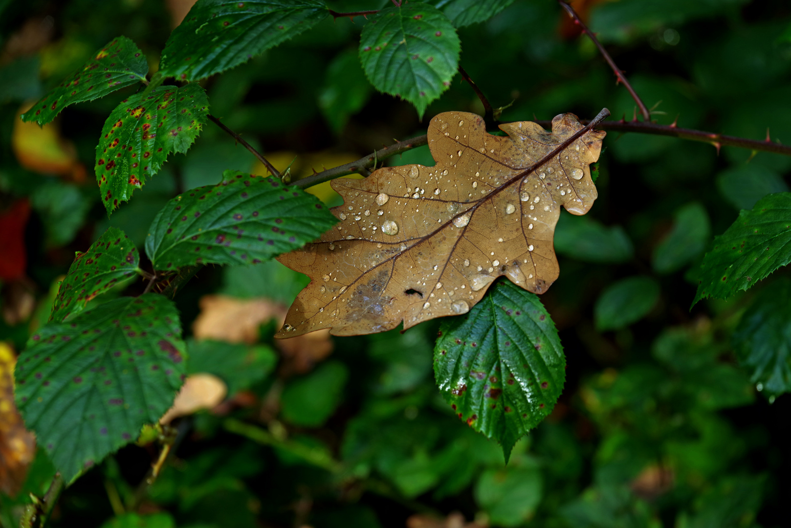 Herbstperlen