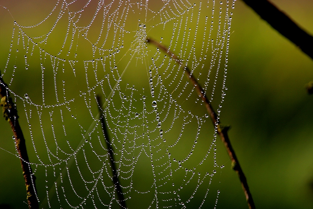 Herbstperlen