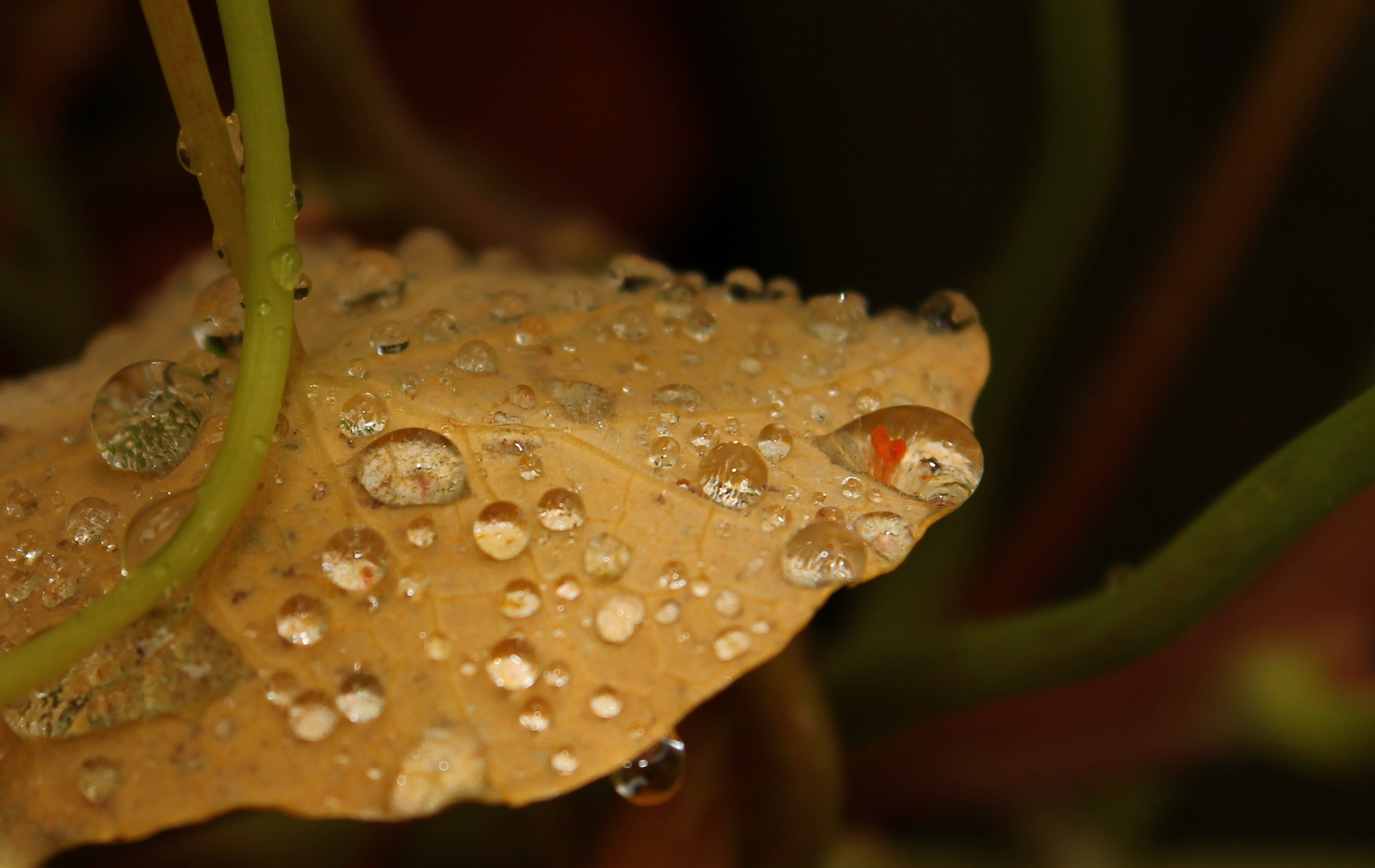 Herbstperlen