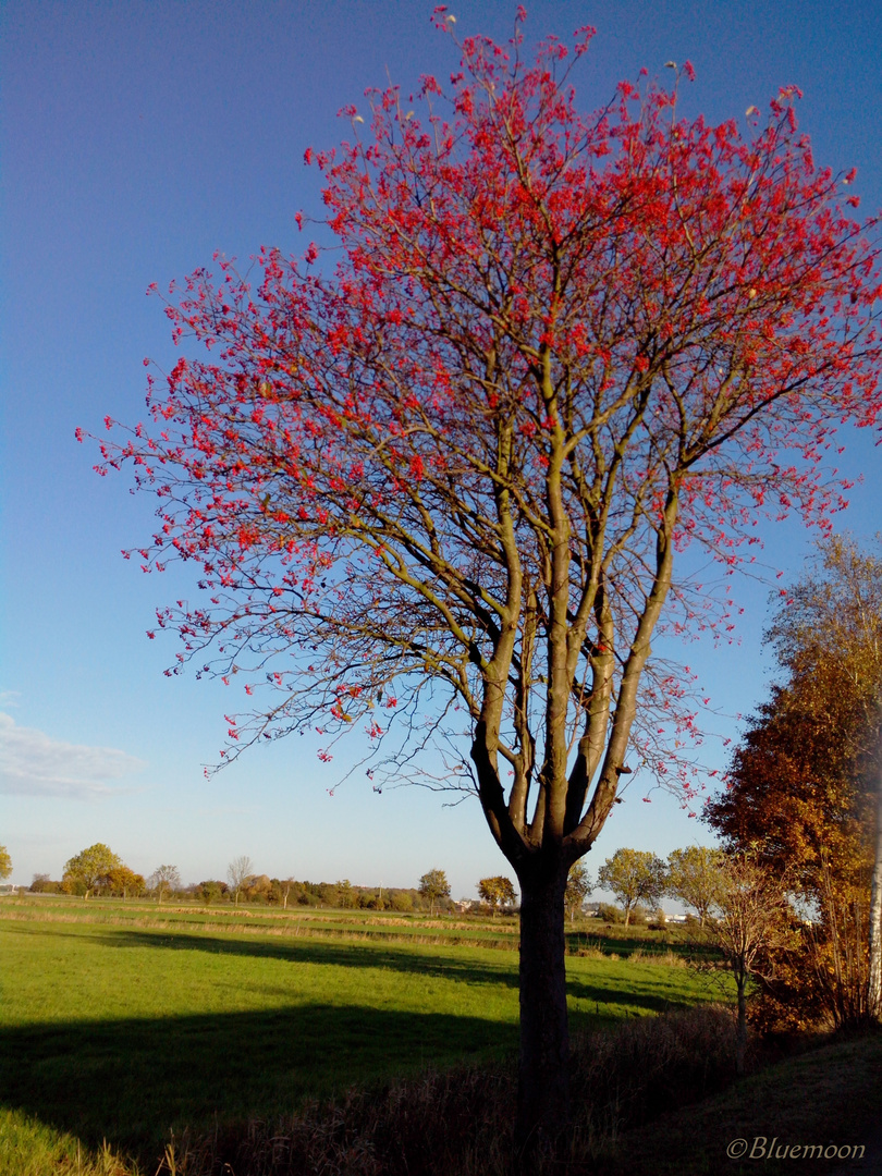 Herbstperlen