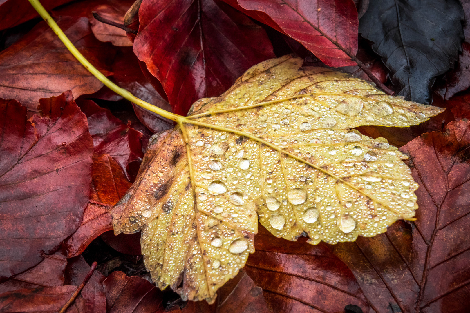 Herbstperlen