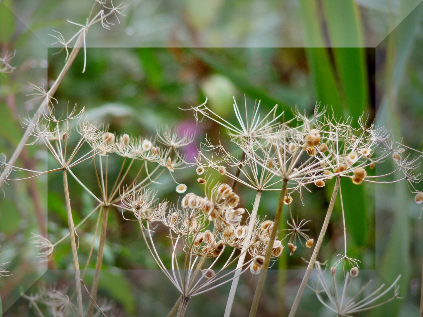 Herbstperlen