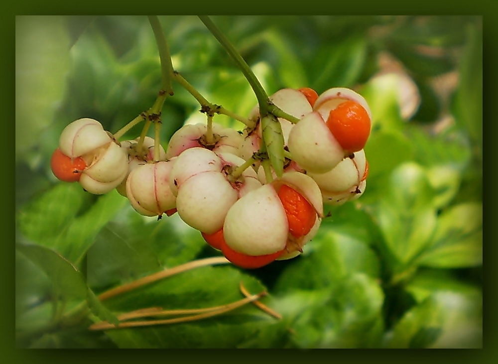 Herbstperlen