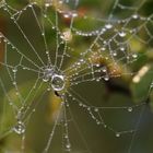 Herbstperlen im August