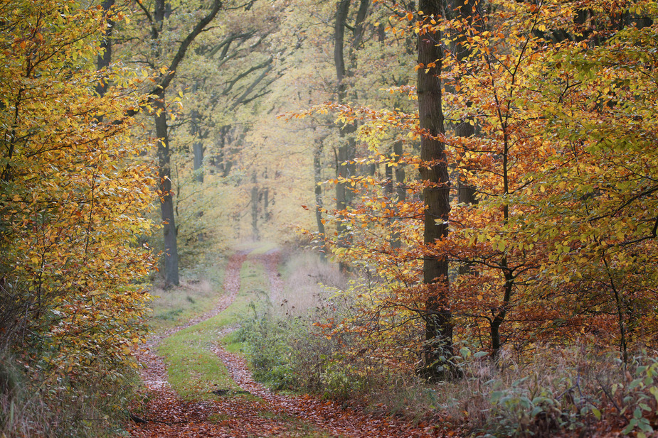 Herbstpfade