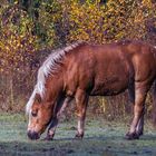 Herbstpferdchen