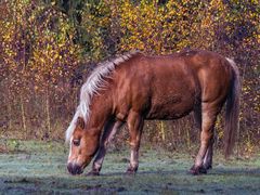 Herbstpferdchen