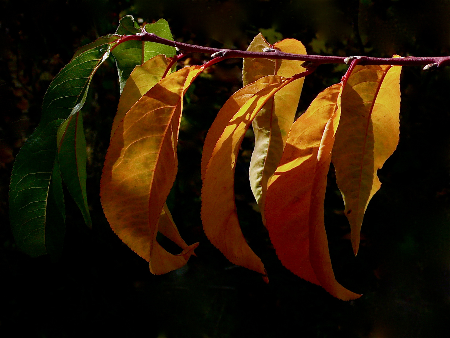 Herbstpfirsich