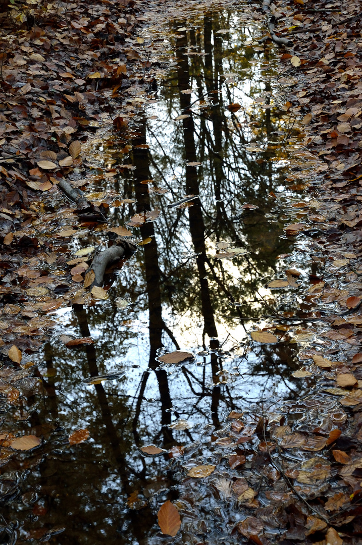 Herbstpfütze