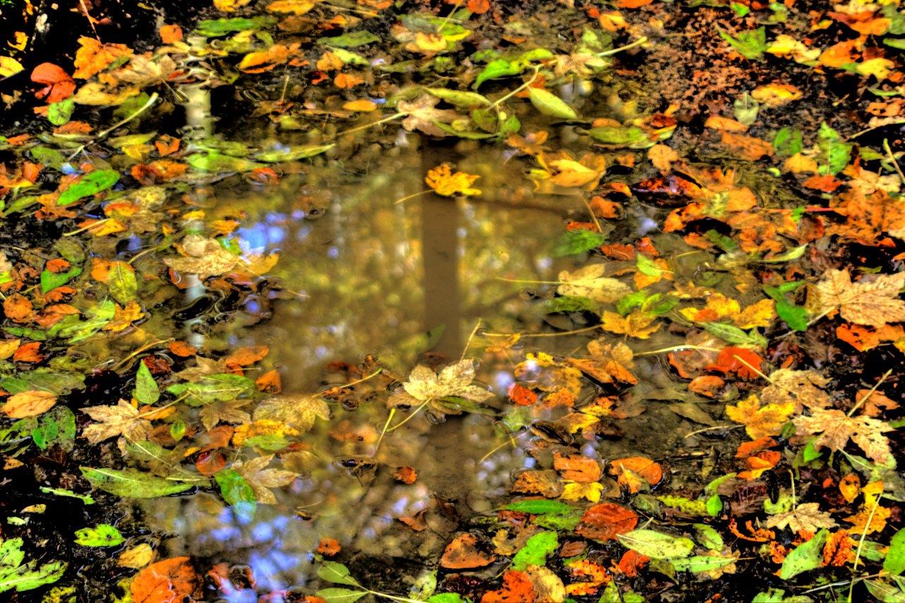 Herbstpfütze