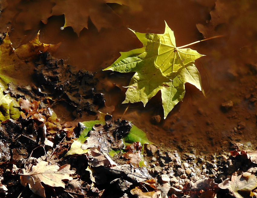 Herbstpfütze...