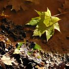 Herbstpfütze...