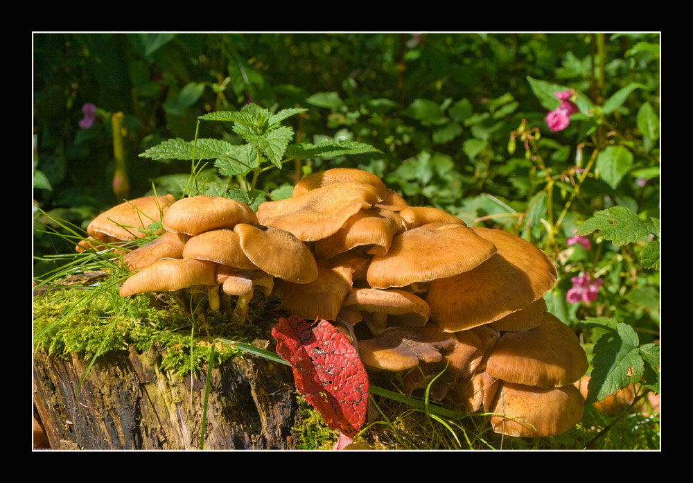 Herbstpilz