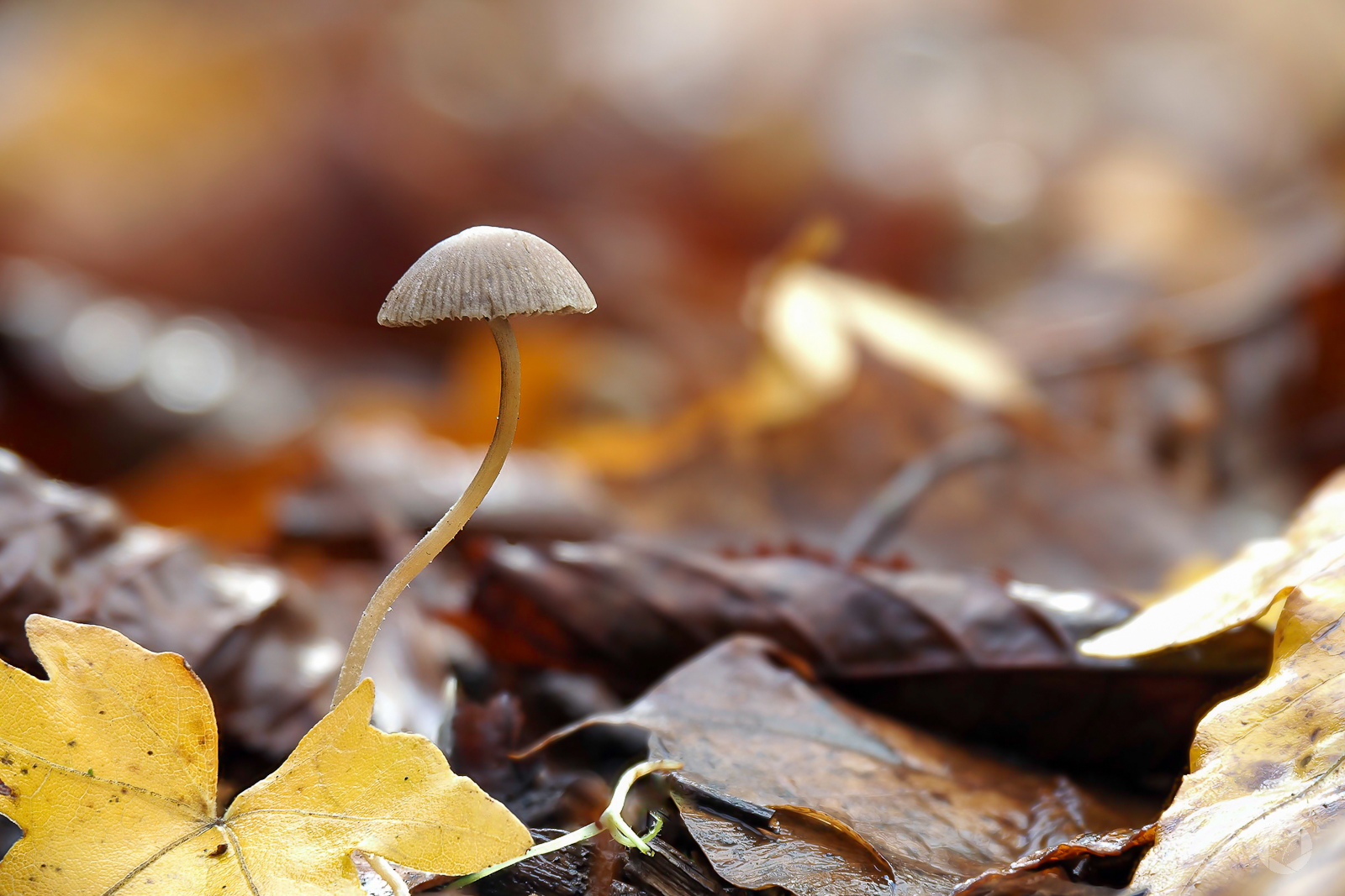 Herbstpilz