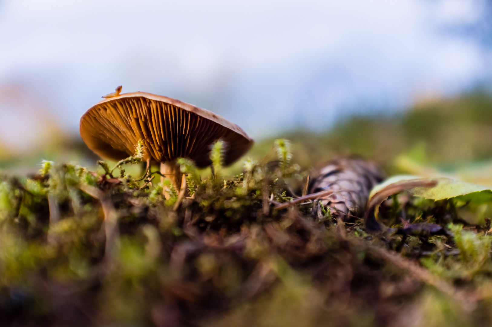 Herbstpilz