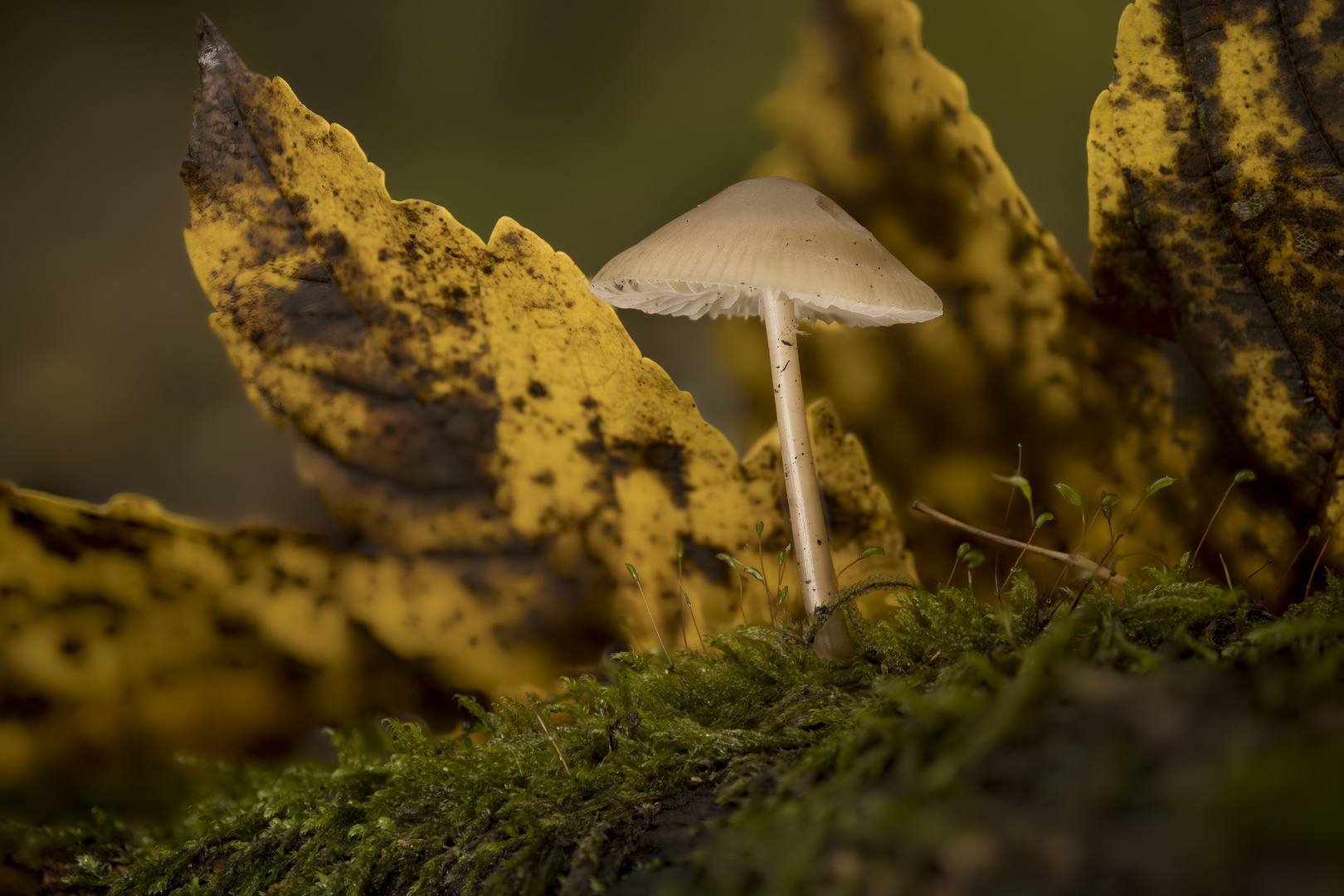 Herbstpilz-Stack