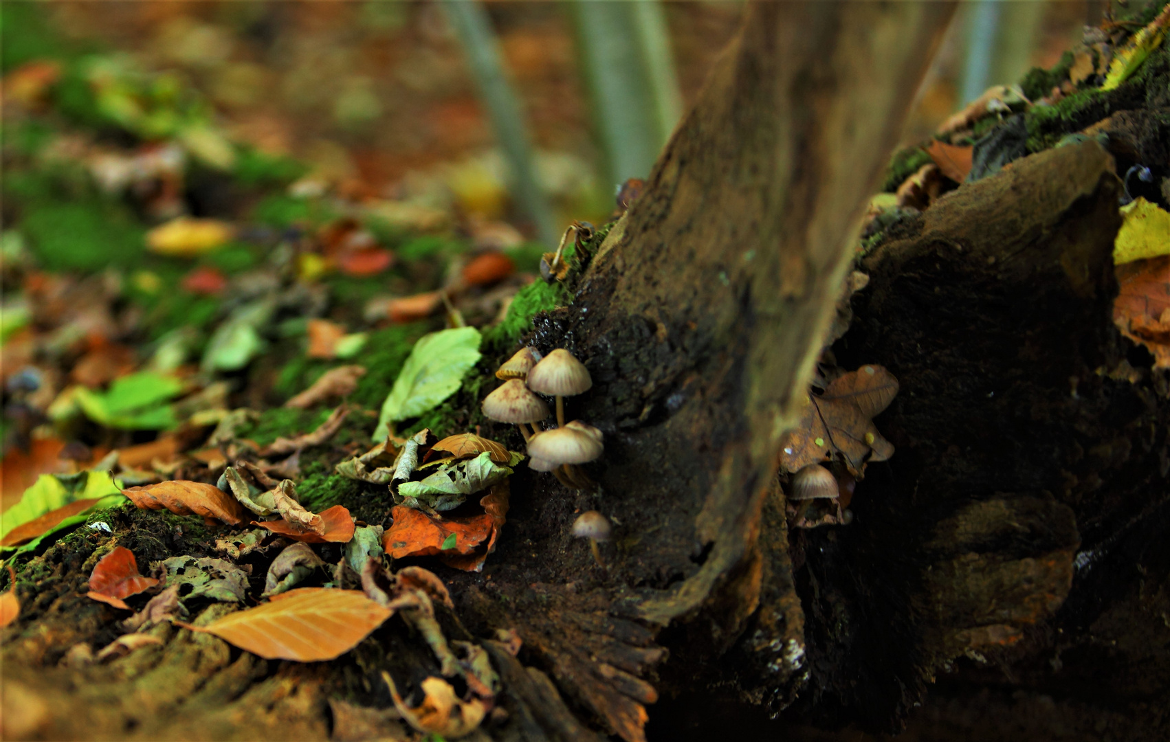 Herbstpilze