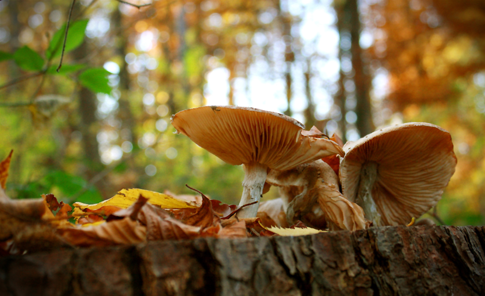 Herbstpilze