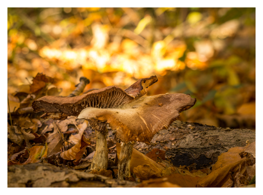 Herbstpilze