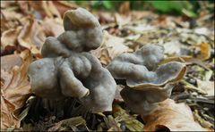 Herbstpilze...sie dachten wohl ich sehe sie nicht im Laub...