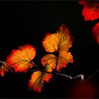 Herbstpoesie