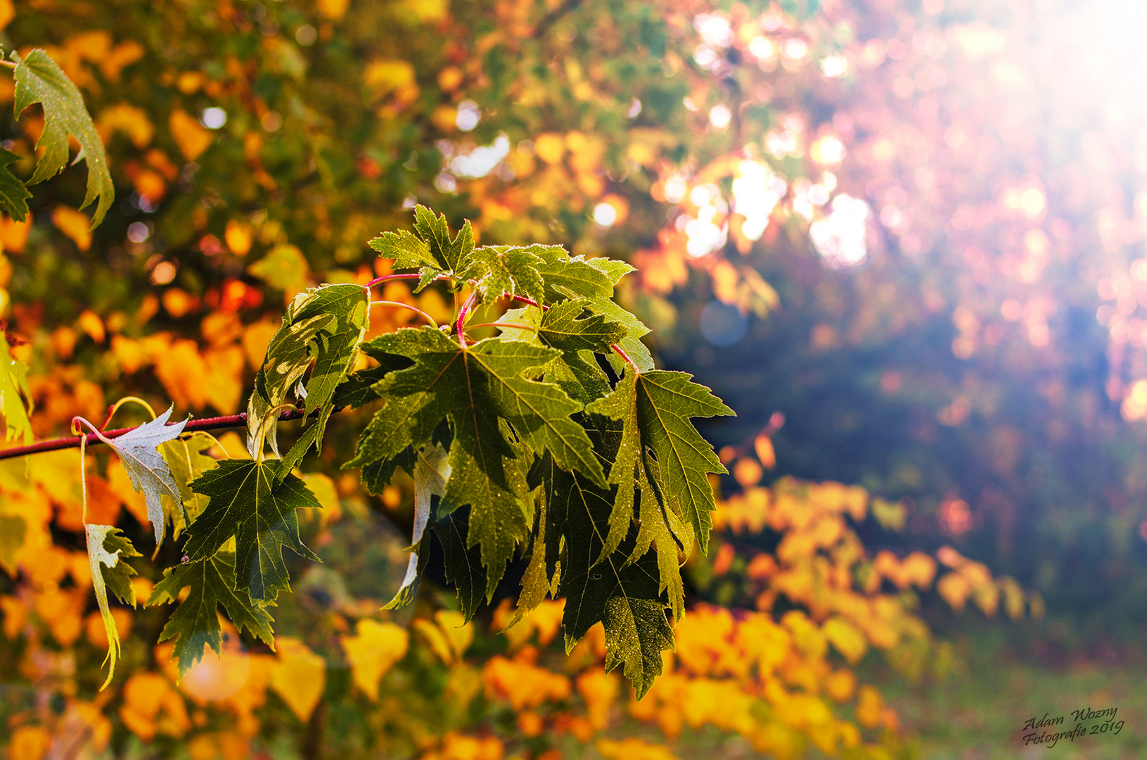 Herbstporträt von Blättern.