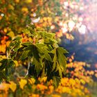 Herbstporträt von Blättern.