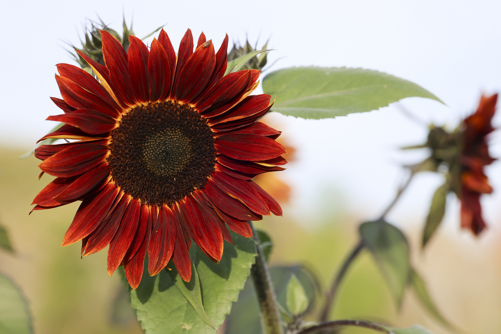 ... Herbstportrait ...