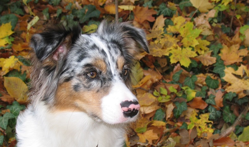 Herbstportrait