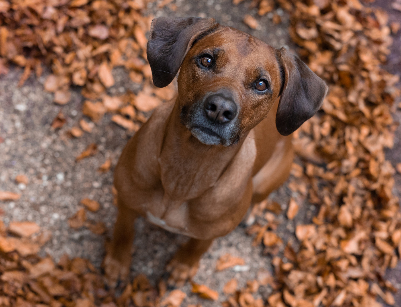 Herbstportrait