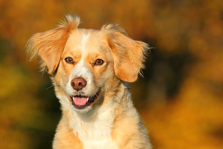 Herbstportrait